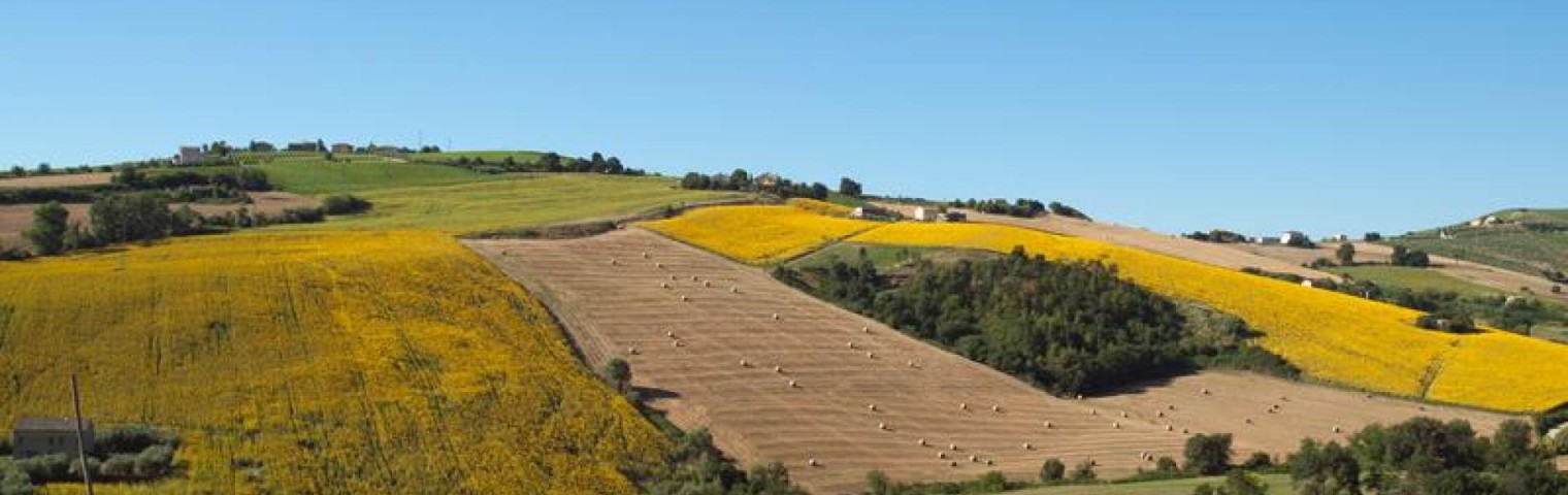 sunflower fields20Copy